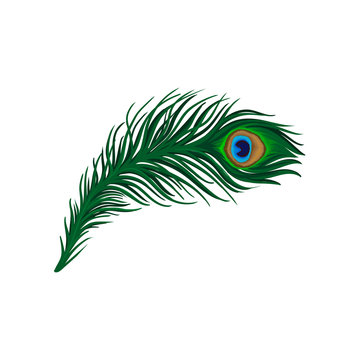 Long emerald-green feather of peacock. Plumage of beautiful wild bird. Detailed flat vector element for poster, book or print