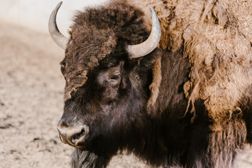 close up view of wild bison at zoo