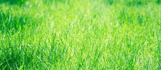 green grass lawn colorful in the garden background