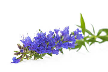 Fresh hyssop flower