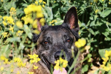 beautiful belgian shepherd head portrait in a rape seed field