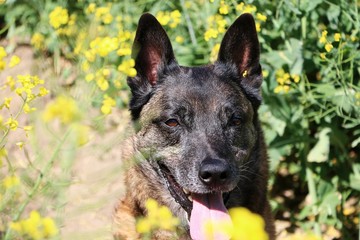 beautiful belgian shepherd head portrait in a rape seed field