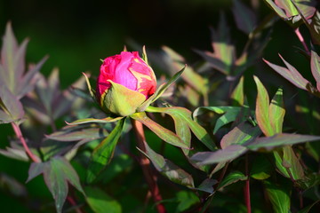Small pink rose flower. Close up. Card, wallpaper.