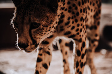 selective focus of beautiful cheetah animal at zoo