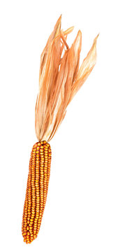 Corn panicle