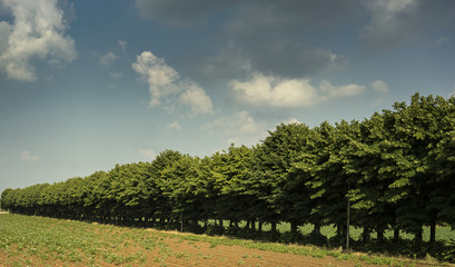 Obraz premium row of mulberries