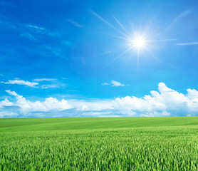 field of green grass on a background sky