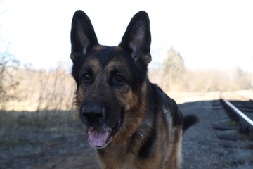 Dog German Shepherd on the railway road in a sunny day