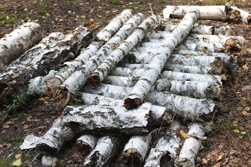 Birch logs in the autumn forest
