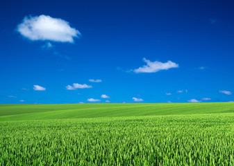 Obraz premium Green meadow under blue sky with clouds