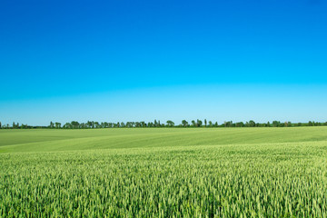 Green meadow under blue sky with clouds