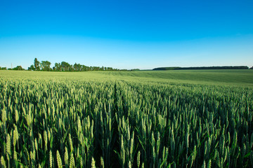Green meadow under blue sky with clouds