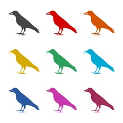 Crow vector illustration design icon, Crow silhouette, color icons set