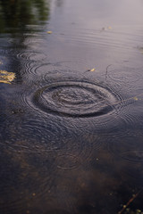 Circles on the water surface after rain