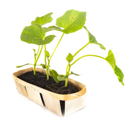 melon plant in studio