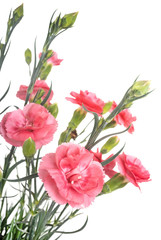 Dianthus in studio