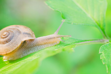 Snail (Cryptozona siamensis) on green leaves