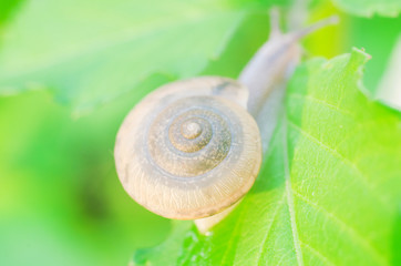 Snail (Cryptozona siamensis) on green leaves