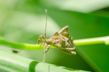 insect on green grass