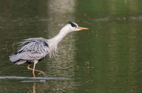 Grey heron