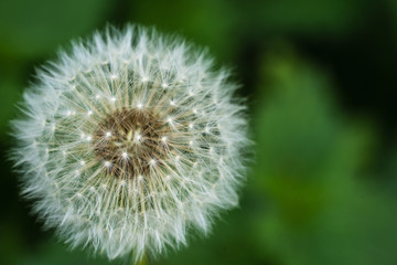 Dandelion