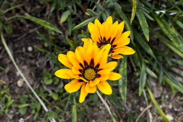 Macro yellow flower with black interior detail