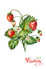 Hand drawn watercolor painting strawberry on white background. Illustration of berries.