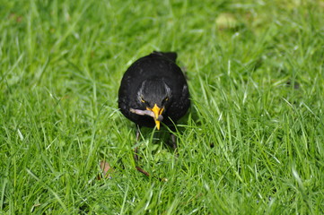 blackbird eating worm