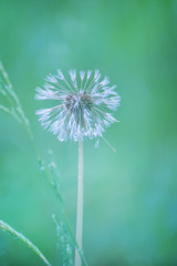 Wet white fluffy dandelion after rain. An artistic photo with a very soft focus and colors.
