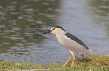 Black crowned night heron