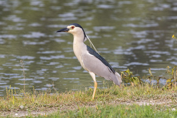 Obraz premium Black crowned night heron