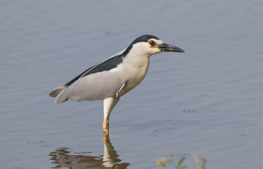 Black crowned night heron