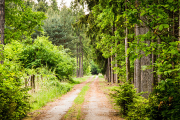 Fototapeta na wymiar Summer forest trail landscape in Czech republic.