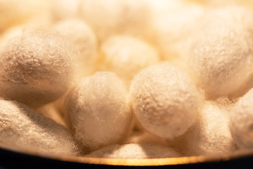 white cocoons of silkworm