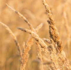 fluffy dry grass