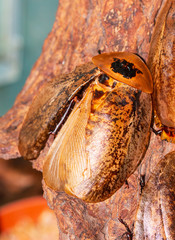 large exotic cockroaches