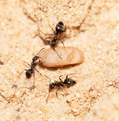 ants with eggs on the sand