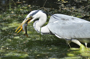 Heron eating fish