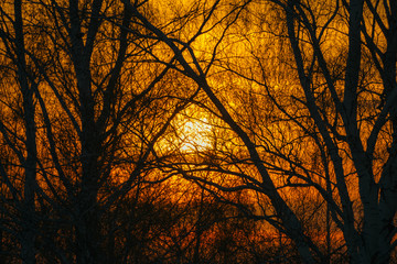 Sun shines through branches of trees. Warm abstract atmospheric image of sunlight behind branches. Background of trees with branches in shape of triangle with orange backlight.