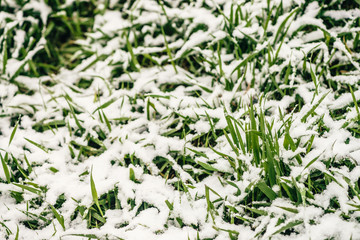 Green grass on lawn, covered with white snow. Crystals of ice on plants. Unexpected snow in springtime. Spring anomaly. Weather phenomenon.