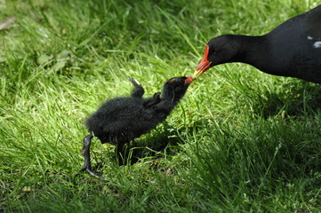 Common gallinule