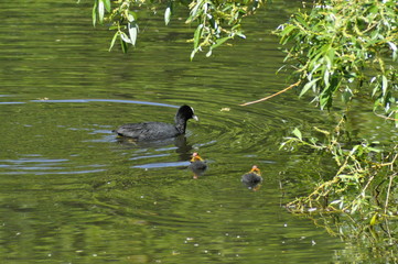 Coot and coot younglingd