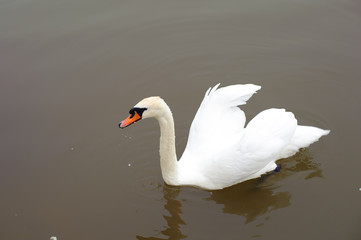 White swan in calm water.