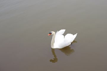 White swan in calm water.