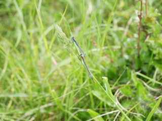 Dragonfly
