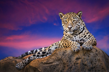 Jaguar relaxing on the rocks in the evening naturally. - obrazy, fototapety, plakaty