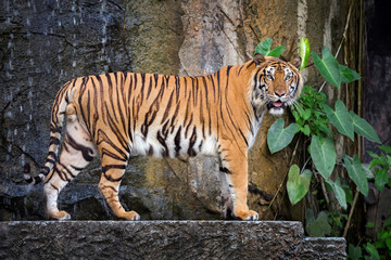  Young Sumatran tiger standing in the natural atmosphere of the zoo.