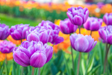 Purple terry tulips in the garden