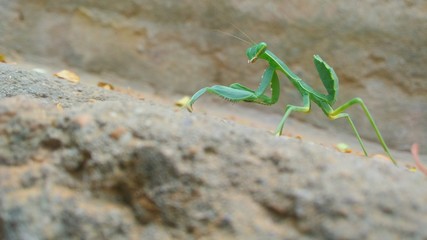 A grashhopper on stone wall