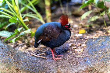 Crested partridge in the forest